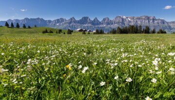 Flumersberg-Tannenheim Sommer | © https://www.flickr.com/photos/flumserberg/